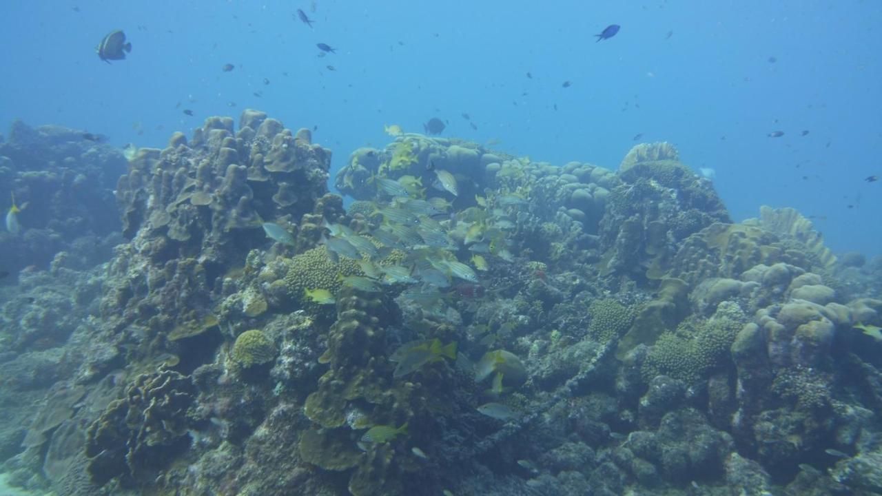 Marazul Dive Resort. 3 Bedroom Seafront House. Dive, Snorkel, Enjoy Amazing Sunsets Westpunt Exteriör bild